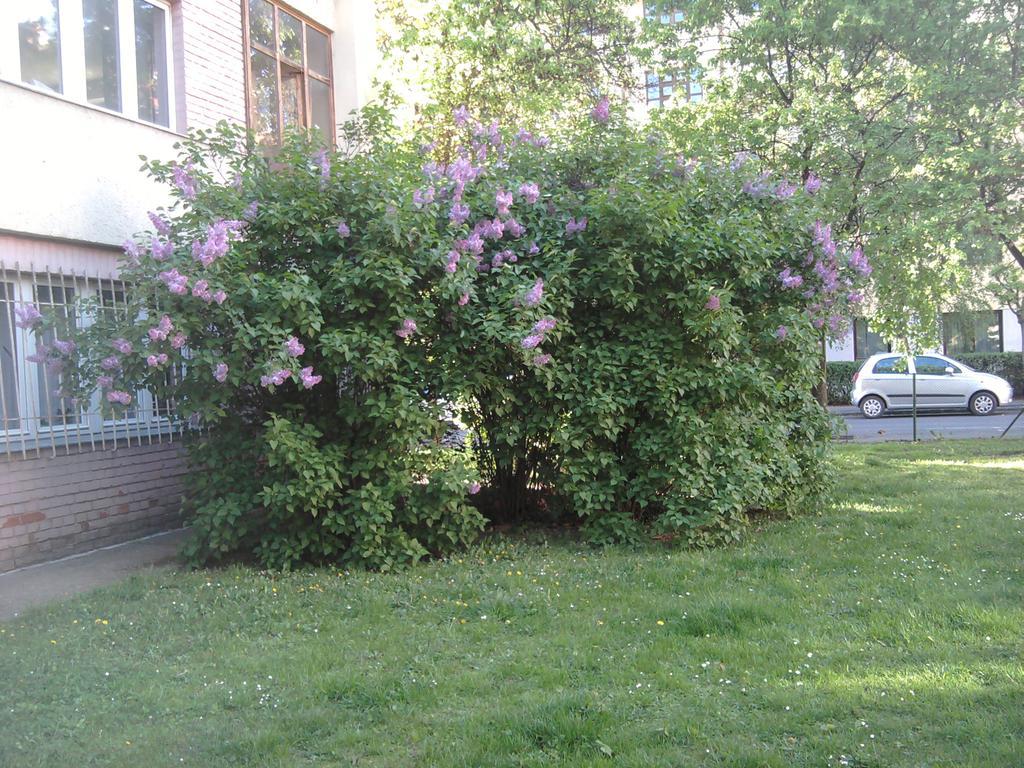 Belvarosi Studio Apartman Győr Exteriör bild